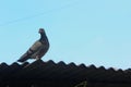 Pigeons perched on the roof of the house with a view of the blue sky.