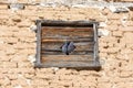 Pigeons perched on a rustic wooden window frame set in a brick wall. Royalty Free Stock Photo