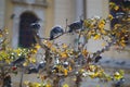 Pigeons perched on a tree in front of the church of Agios Minas & x28;Saint Minas& x29; Cathedral in Crete Royalty Free Stock Photo