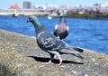 Pigeons perching on a concrete railing Royalty Free Stock Photo