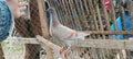 Pigeons Royalty Free Stock Photo