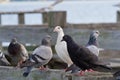 Pigeons on a railing Royalty Free Stock Photo