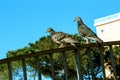 Pigeons on a railing