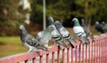 Pigeons on railing over river Royalty Free Stock Photo