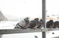 Pigeons on the Railing by a river Royalty Free Stock Photo