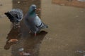 Pigeons Royalty Free Stock Photo