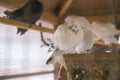 pigeons rest on display Royalty Free Stock Photo