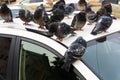 Pigeons rest on the roof of the car. A lot of hungry birds on the city streets. Selective focus Royalty Free Stock Photo