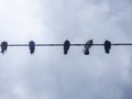 Pigeons resting on electrical wire under cloudy sky Royalty Free Stock Photo