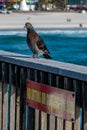 Pigeons resting on the railing of the pier with the Gulf of Mexico and Pensacola Beach in the background Royalty Free Stock Photo