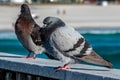 Pigeons resting on the railing of the pier with the Gulf of Mexico and Pensacola Beach in the background Royalty Free Stock Photo