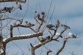 Pigeons resting during winter