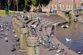 Pigeons on River Derwent steps, Derby.