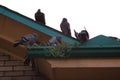 Pigeons on roof Royalty Free Stock Photo