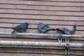 Pigeons On The Roof