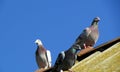 Home sport pigeons rest on the roof after the flight. Royalty Free Stock Photo