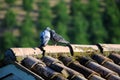 Pigeons on roof Royalty Free Stock Photo