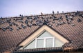 Pigeons on the roof of the house Royalty Free Stock Photo