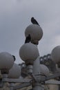 Pigeons on the roof