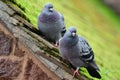 Pigeons on a rooftop Royalty Free Stock Photo