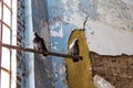 Pigeons Roosting In Abandoned Building Royalty Free Stock Photo