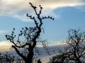 Pigeons roosting on the bare branches of an ancient tree