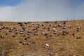 Pigeons roosting Royalty Free Stock Photo