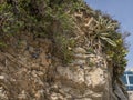 Pigeons roosting on Rocks