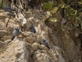 Pigeons roosting on Rocks