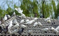 Pigeons roosting on a roof