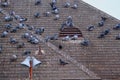 Pigeons Roosting on Roof