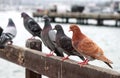 Pigeons in row Royalty Free Stock Photo