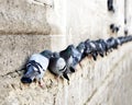 Pigeons in a row Royalty Free Stock Photo