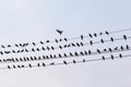 Pigeons row Royalty Free Stock Photo