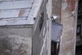 Pigeons on a rusty roof of an inhabited but neglected building