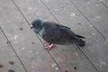 Pigeons are sick in Thailand. Pigeon stands on a wooden floor with lots of poop