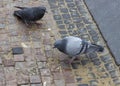 Pigeons on the stone pavement Royalty Free Stock Photo