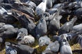 Pigeons on the sidewalk peck millet Royalty Free Stock Photo