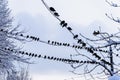Pigeons silhouettes sitting on wires, blue cloudy sky, cold winter day Royalty Free Stock Photo