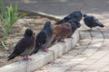 Pigeons sit along the curb in the street Royalty Free Stock Photo