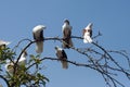 Pigeons sit on a branch