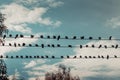 Pigeons sit on electrical Royalty Free Stock Photo