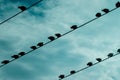 Pigeons sit on electrical Royalty Free Stock Photo