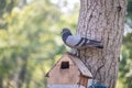 Pigeons sit on a feeder in a park on an autumn day Royalty Free Stock Photo