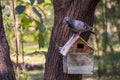 Pigeons sit on a feeder in a park on an autumn day Royalty Free Stock Photo