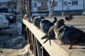 Pigeons sit on the fence