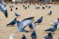 Pigeons sit and fly in the park.