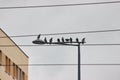 Pigeons sit on a lantern in an urban environment. bird city, a family of pigeons. hunting for food