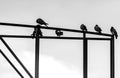 Pigeons sit on metal construction black and white