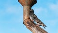 Pigeons sit on an old rusty gutter pipe a pigeon blinking.